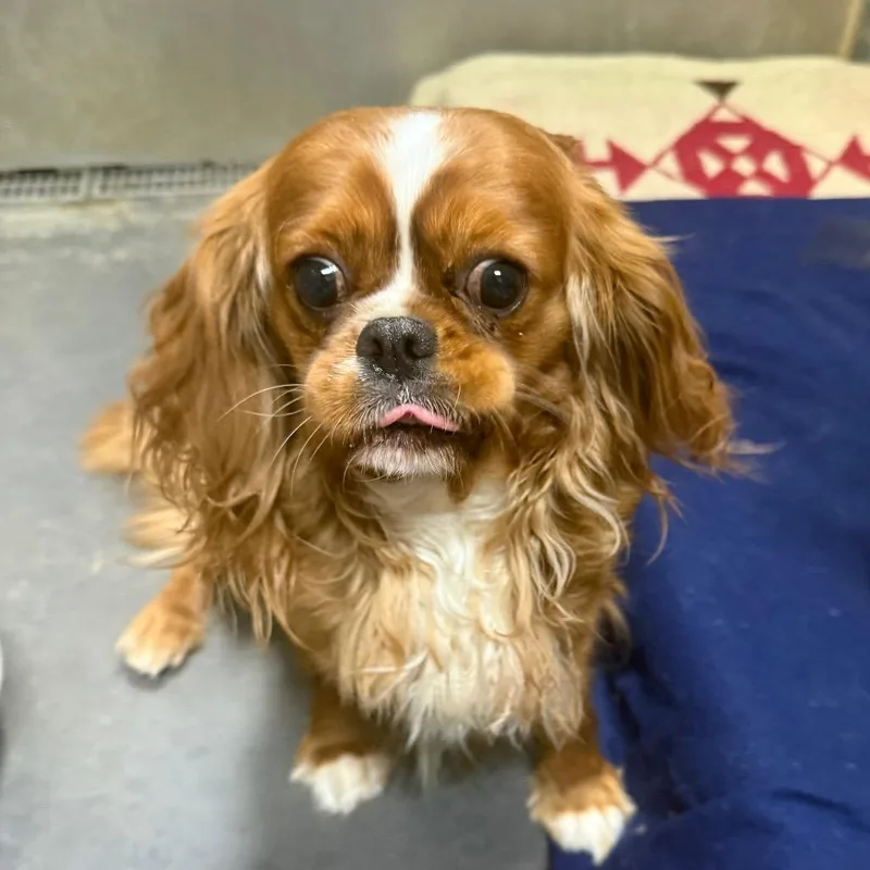 An adult small-sized female Red / Chestnut / Orange Cavalier King Charles Spaniel dog named Ruby Lane for adoption in Normal, IL