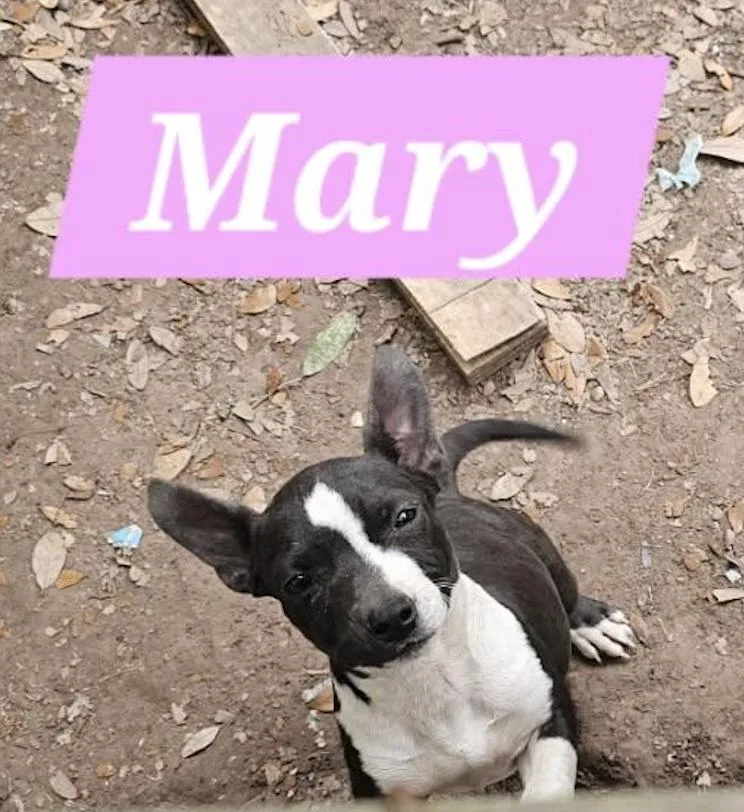 A baby medium-sized female Mixed Breed dog named Mary for adoption in Rock Hill, NY
