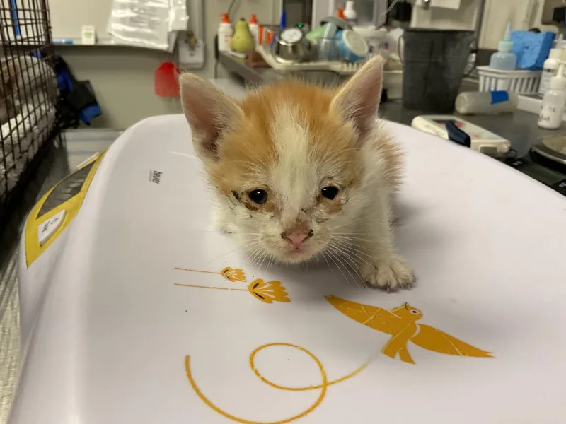 A baby small-sized female Domestic Short Hair cat named Peaches for adoption in Ontario, CA