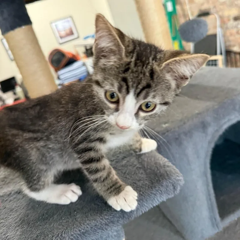 A baby small-sized male Gray / Blue / Silver Domestic Short Hair cat named Reese for adoption in Prosper, TX