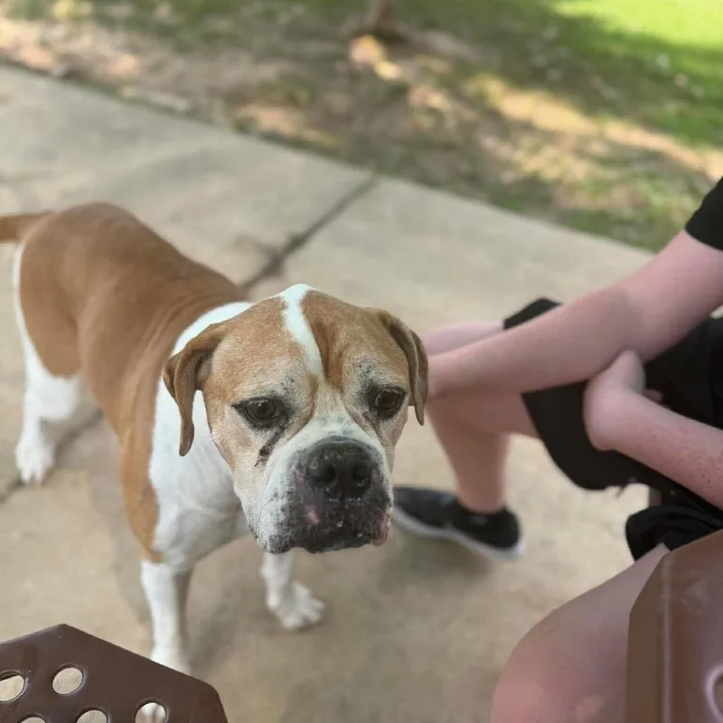 Dixie