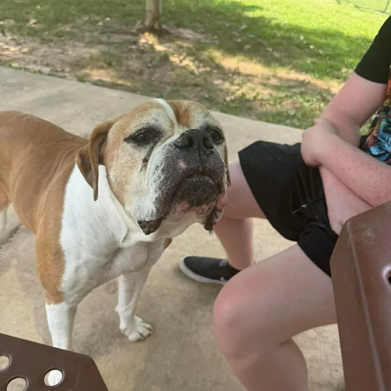 Dixie thumbnail 3