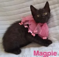 A young medium-sized female Domestic Short Hair cat named Magpie for adoption in Kansas City, MO