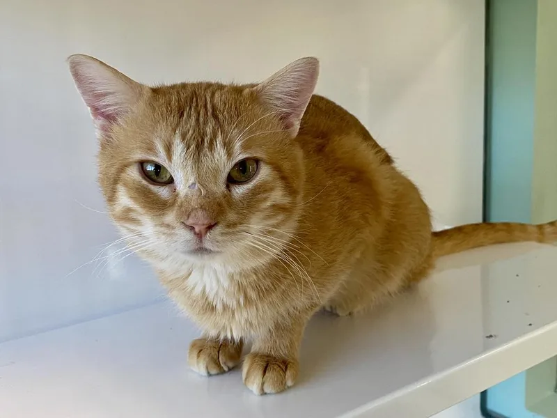 A young small-sized male Domestic Short Hair cat named Waffle for adoption in Saint Paul, MN