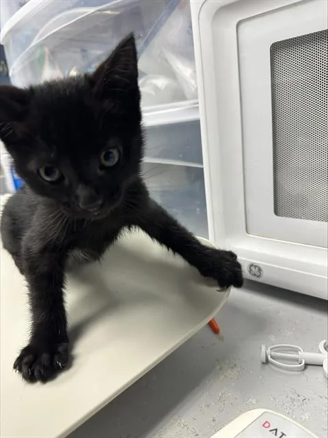 A baby medium-sized male Domestic Short Hair cat named Drizzle for adoption in Santa Cruz, CA