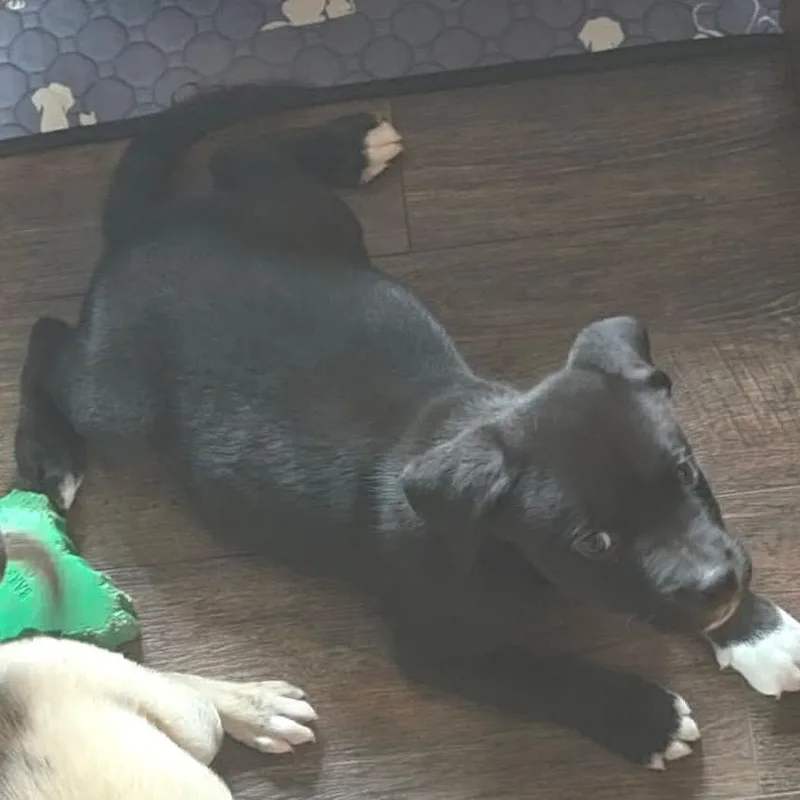 A baby medium-sized male Brown / Chocolate Mixed Breed dog named Notorious BIG for adoption in Fredericksburg, VA