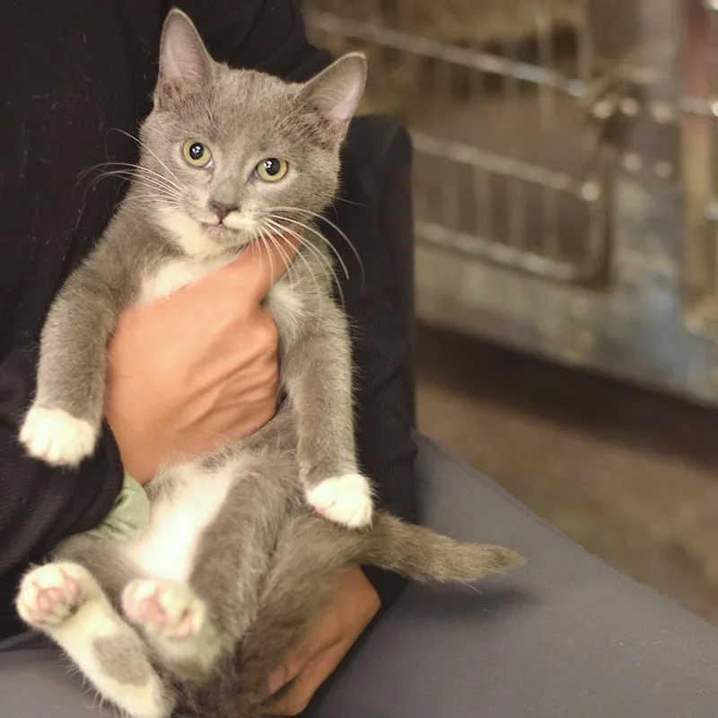 A baby small-sized female White Domestic Short Hair cat named Sophie for adoption in Belleville, IL