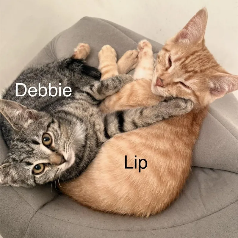 Lip thumbnail 2