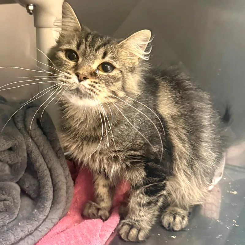 A young small-sized female Domestic Medium Hair cat named Classic Roast for adoption in Troy, VA