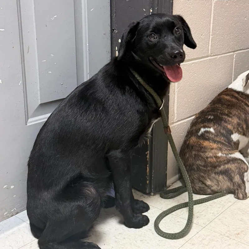 A young medium-sized female Black Labrador Retriever dog named Salem for adoption in Washington, DC