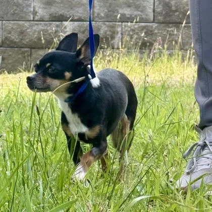 An adult small-sized male Chihuahua dog named Billy Willy for adoption in Camano Island, WA
