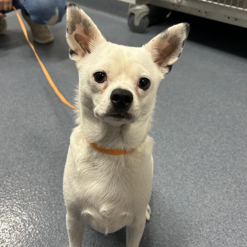 An adult small-sized male White / Cream Chihuahua dog named Junior for adoption in St Joseph, MO