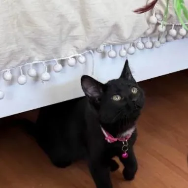 A baby small-sized female Black Domestic Short Hair cat named Velvet for adoption in Weehawken, NJ