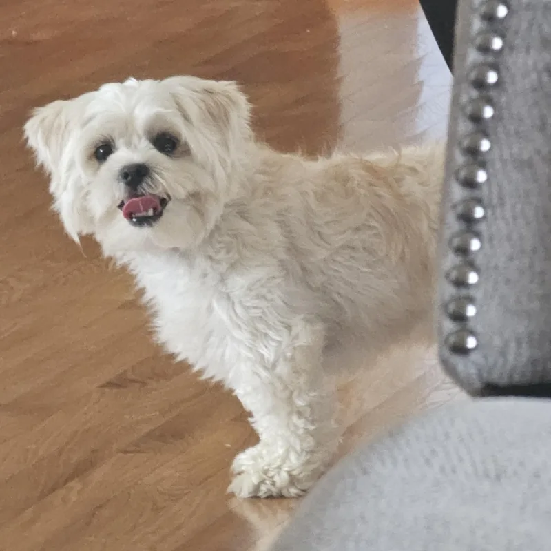 Marshie