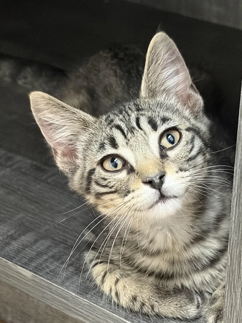 A baby medium-sized male Tabby (Gray / Blue / Silver) Domestic Short Hair cat named Preston for adoption in Houston, TX