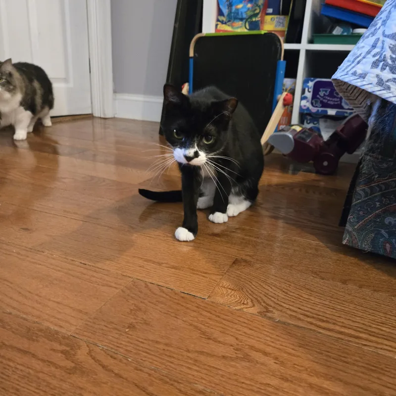 An adult medium-sized male Black & White / Tuxedo Domestic Short Hair cat named Alejandro Larchwood for adoption in Philadelphia, PA