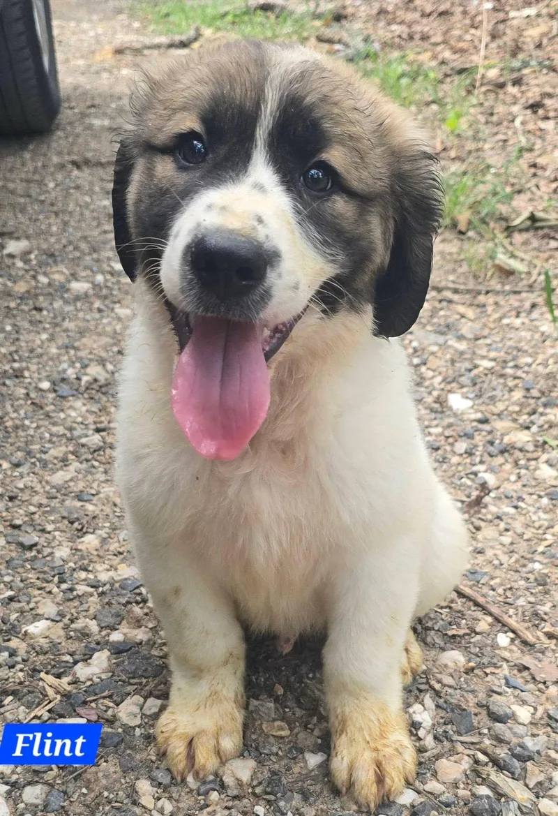 Flint