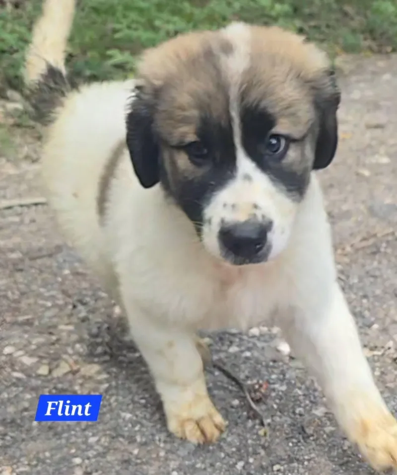 Flint thumbnail 2