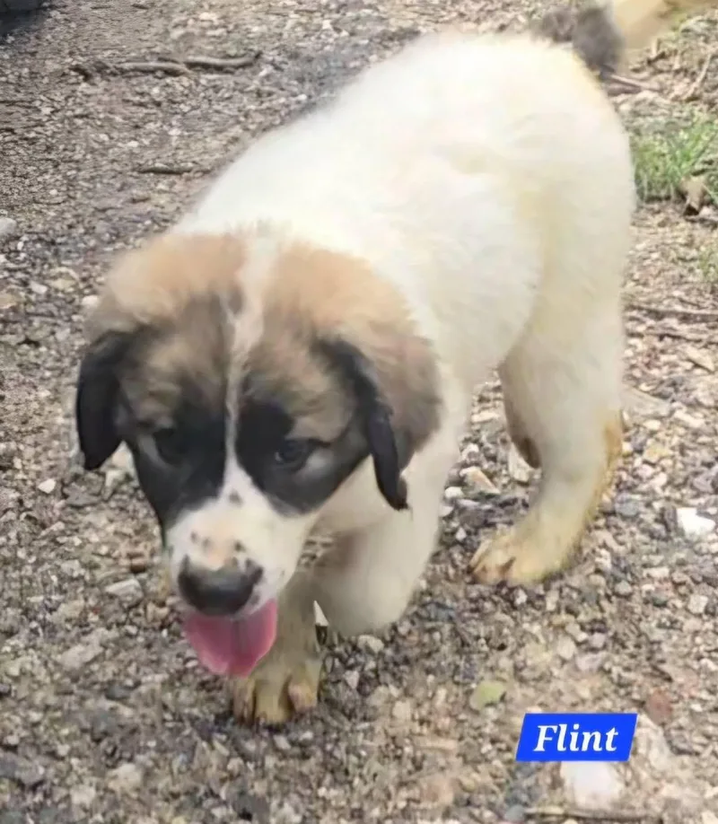 Flint thumbnail 4