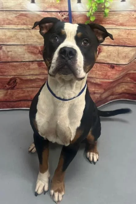 An adult large-sized male Tricolor (Brown, Black, & White) Pit Bull Terrier dog named AC "Basil' for adoption in Conyers, GA
