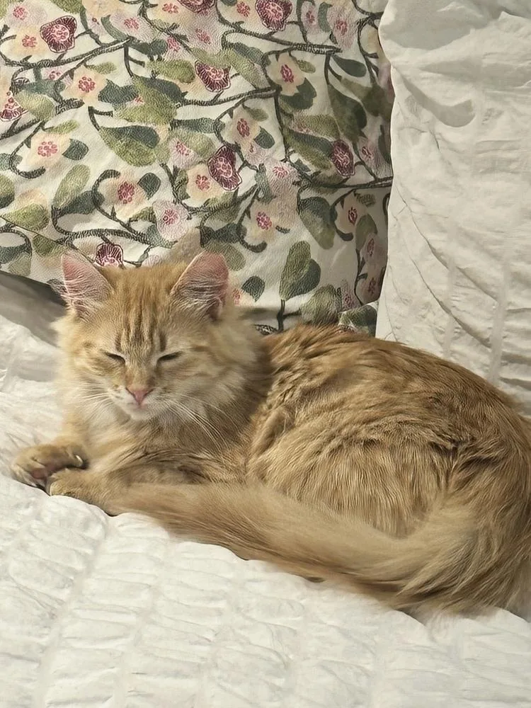 An adult medium-sized female Domestic Short Hair cat named Nancy Lieberman for adoption in Dallas, TX