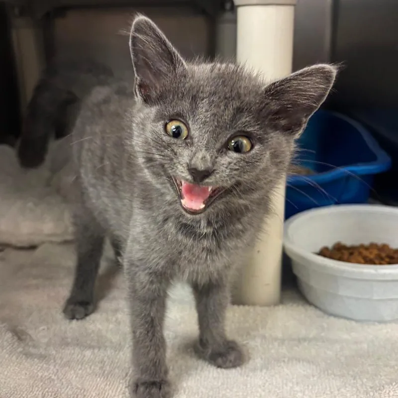 A baby small-sized female Gray / Blue / Silver Domestic Short Hair cat named Maya for adoption in Chippewa Falls, WI