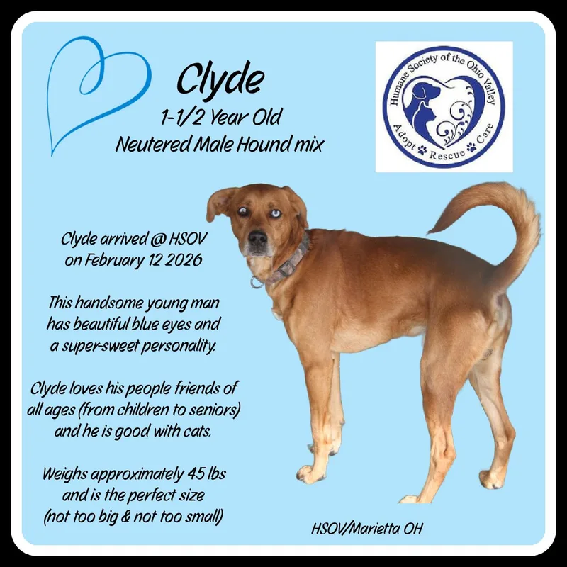 A young medium-sized male Brown / Chocolate Hound dog named Clyde for adoption in Marietta, OH