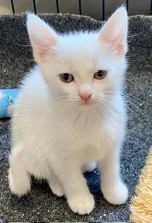 A baby medium-sized female White American Shorthair cat named Pearl for adoption in Fredericksburg, OH