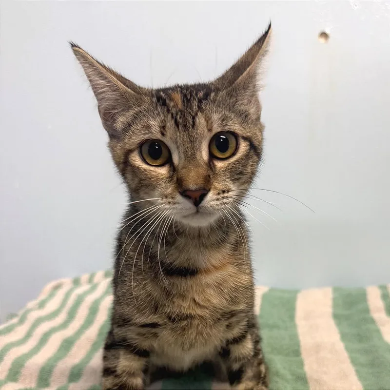 A baby small-sized female Brown / Chocolate Domestic Short Hair cat named Demeter for adoption in Fort Lauderdale, FL