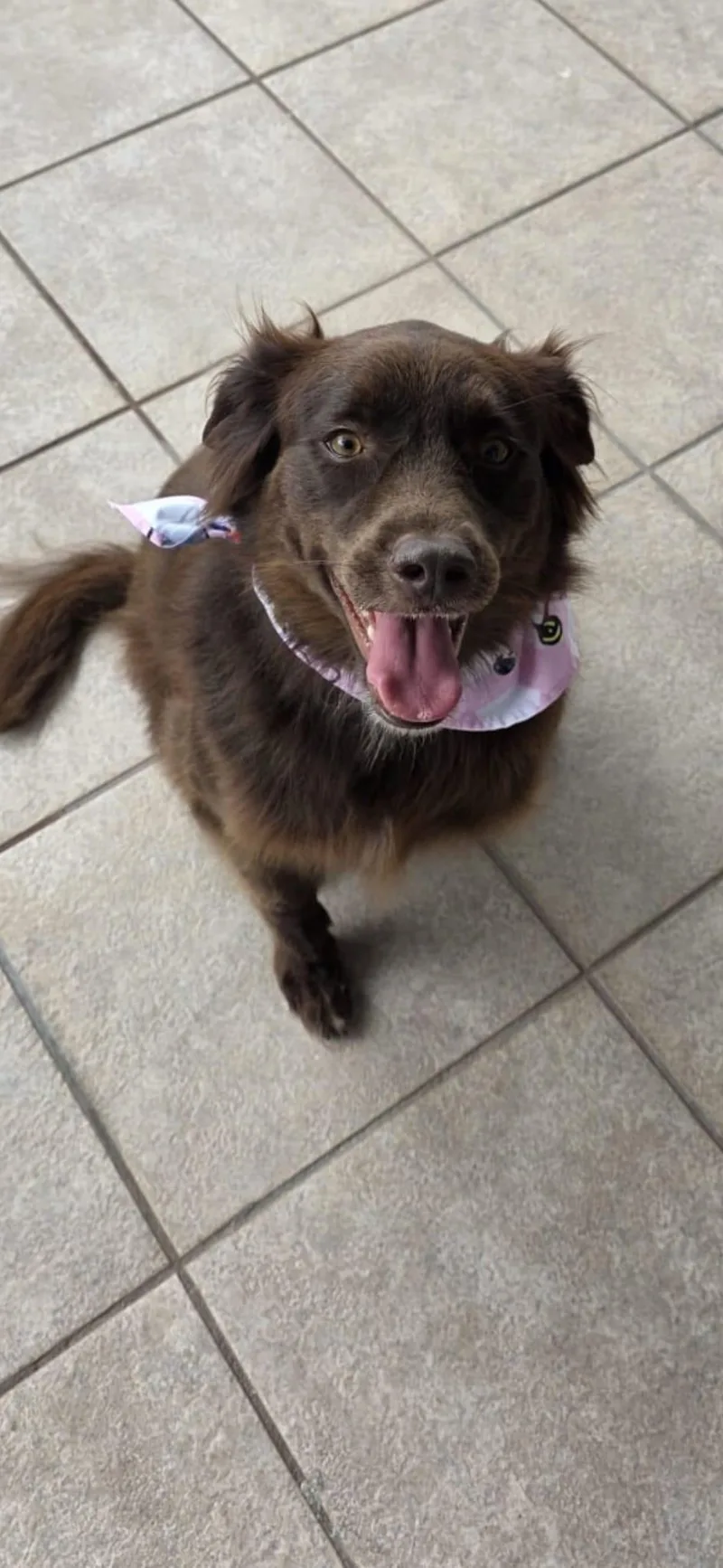A young small-sized female Bicolor Labrador Retriever dog named Sisy for adoption in New York, NY