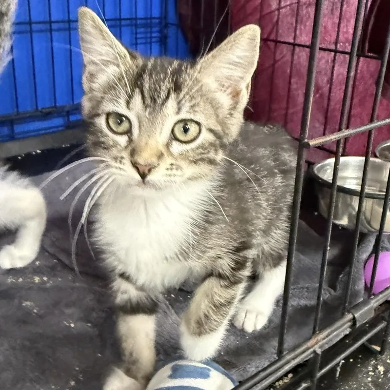 A baby small-sized female Brown / Chocolate Domestic Short Hair cat named Prosecco for adoption in Los Angeles, CA