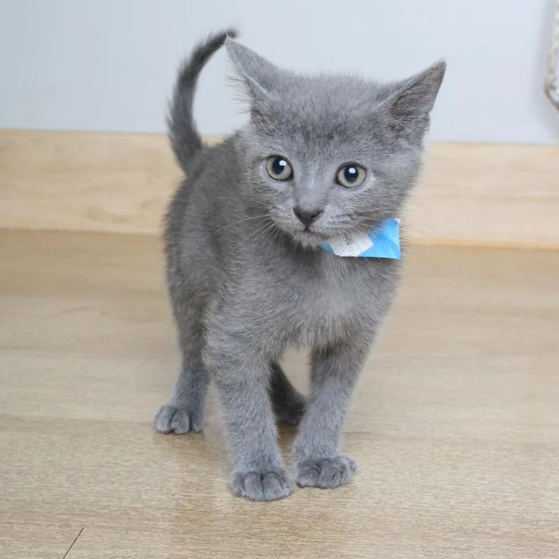 A baby small-sized male Gray / Blue / Silver Domestic Short Hair cat named Scott C for adoption in Minnetonka, MN