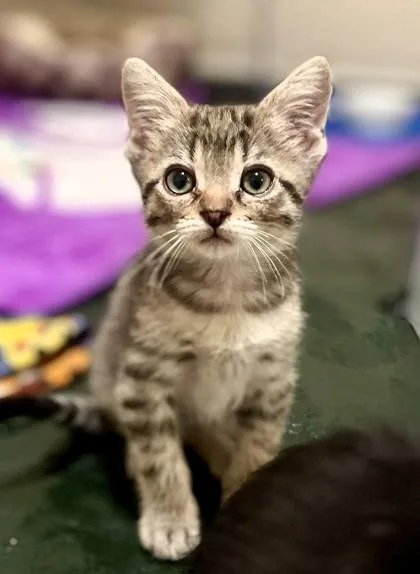 A baby small-sized male Brown / Chocolate Domestic Short Hair cat named Pecan for adoption in Kansas City, MO