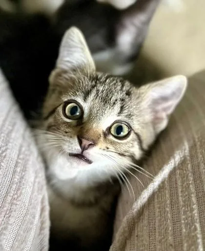 Pecan thumbnail 3