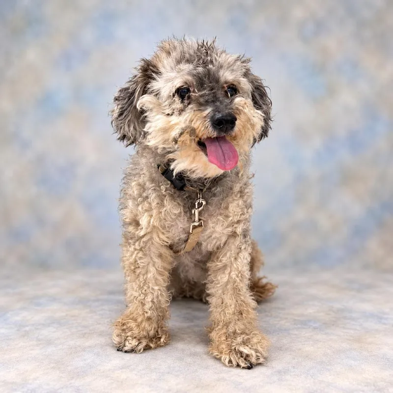 A senior small-sized female Poodle dog named Roselle for adoption in East Saint Louis, IL