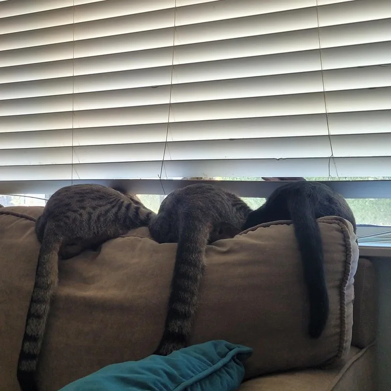 A young medium-sized female Tabby (Brown / Chocolate) Domestic Short Hair cat named China for adoption in Woodland Hills, CA