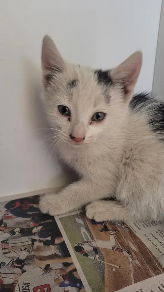 A baby small-sized female Domestic Short Hair cat named Nemo for adoption in Douglasville, GA