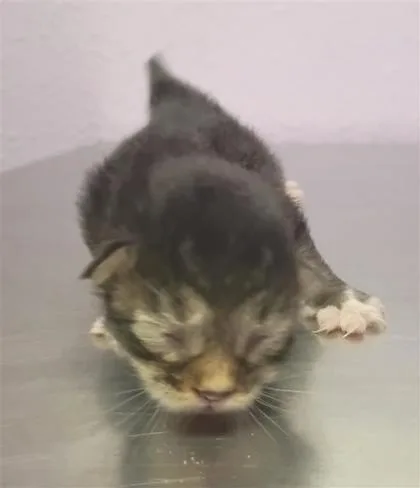 A baby small-sized male Black Domestic Short Hair cat named 61547813 for adoption in El Paso, TX