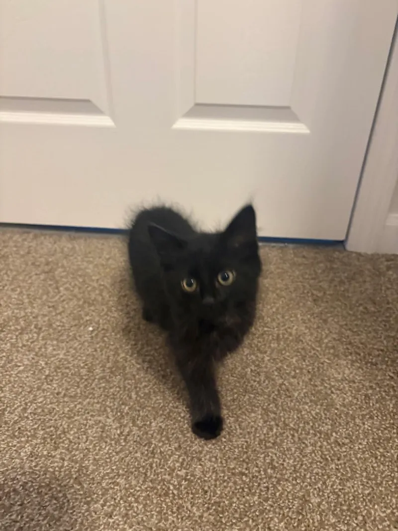 A baby medium-sized female Black Domestic Medium Hair cat named Nyx for adoption in Crown Point, IN