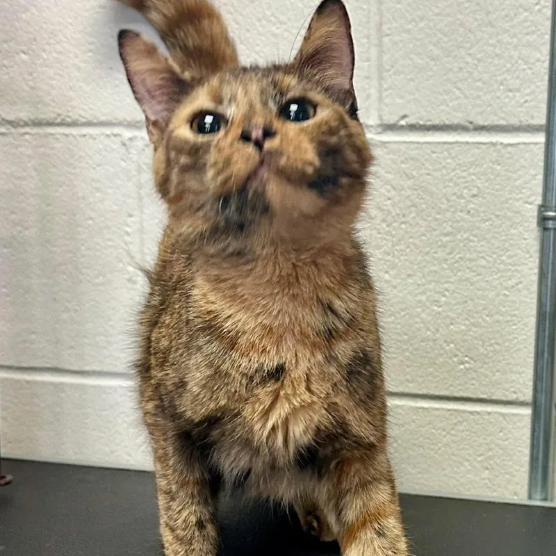 A young medium-sized female Tortoiseshell Domestic Short Hair cat named Twilight C for adoption in Princeton, MN