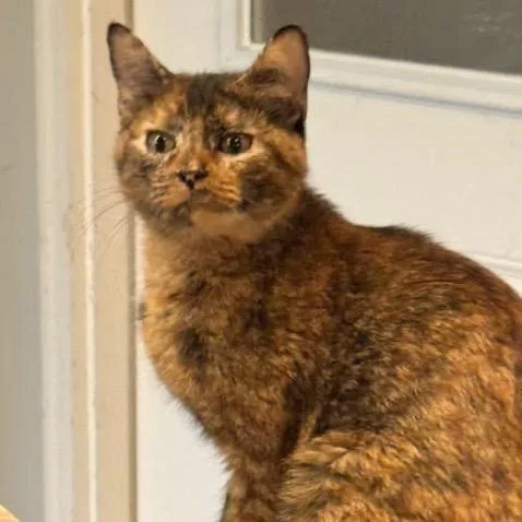 Twilight C thumbnail 2