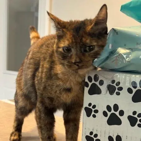 Twilight C thumbnail 3