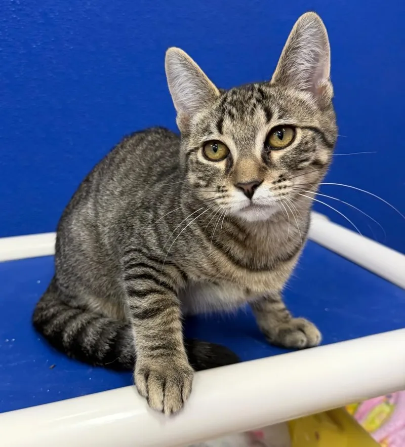 A baby medium-sized male Domestic Short Hair cat named Runner for adoption in Dunkirk, NY