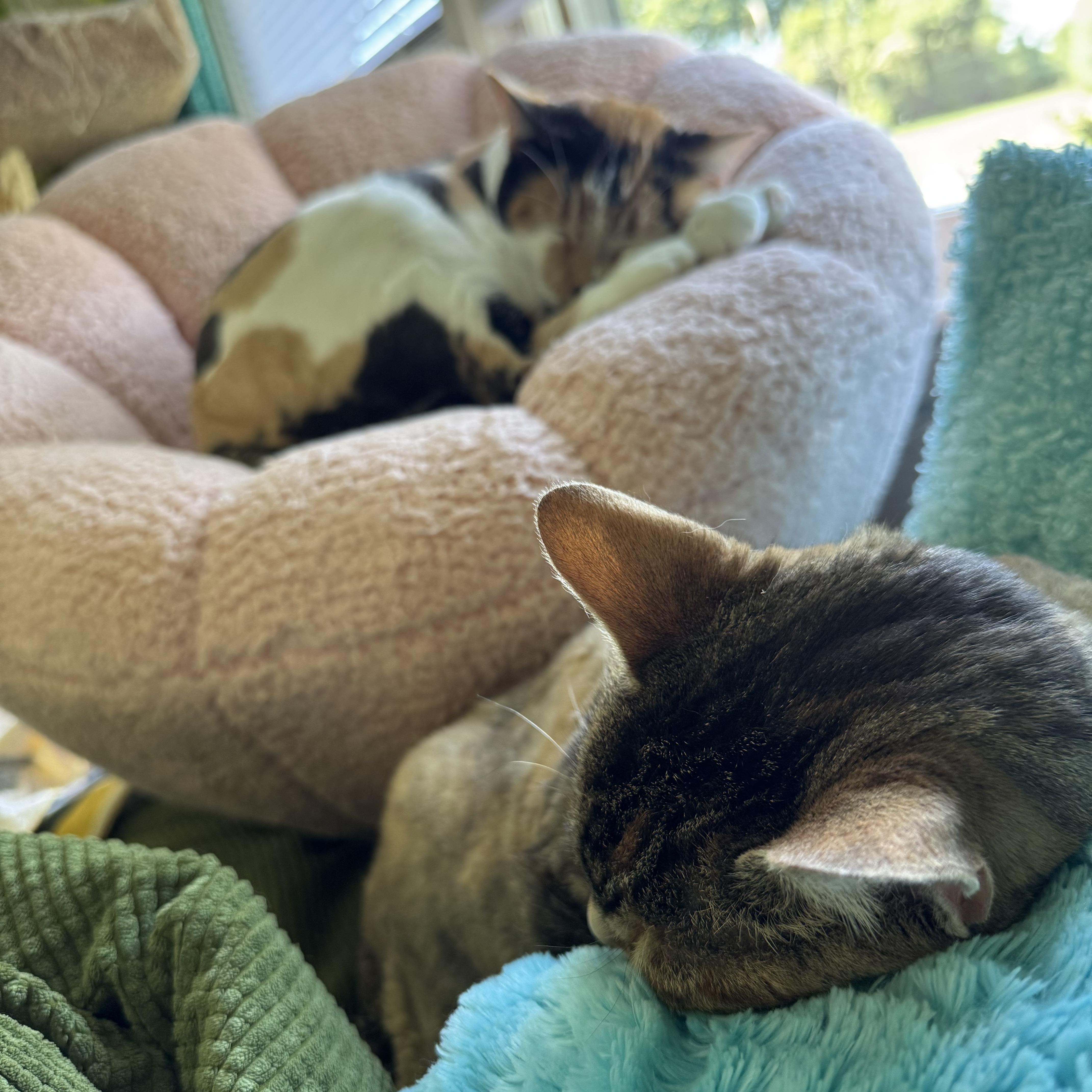 Kellyanne thumbnail 3