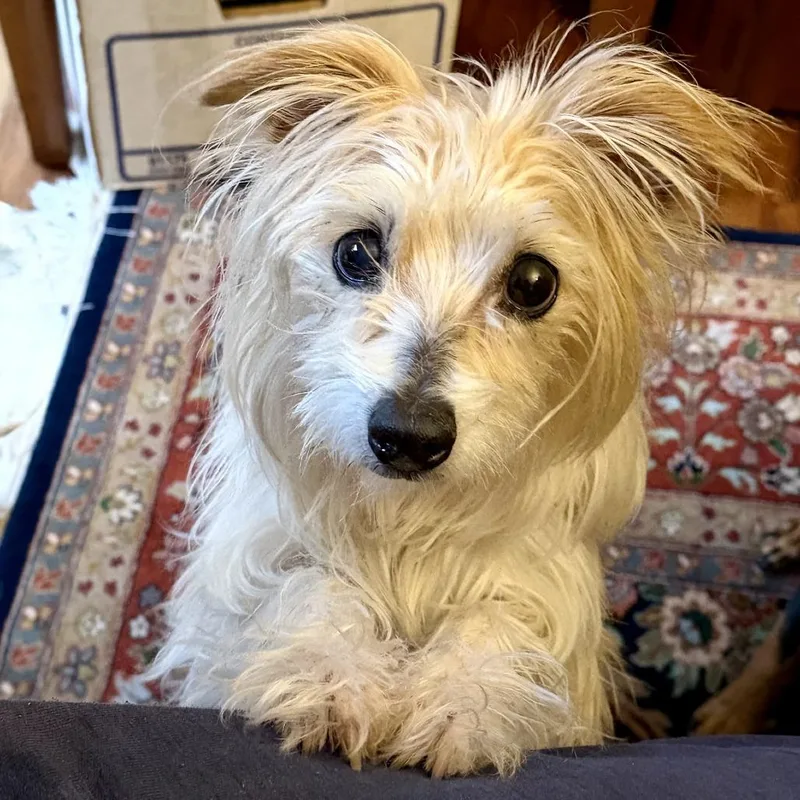 A senior small-sized female Yellow / Tan / Blond / Fawn Cairn Terrier dog named Ella for adoption in Spokane, WA