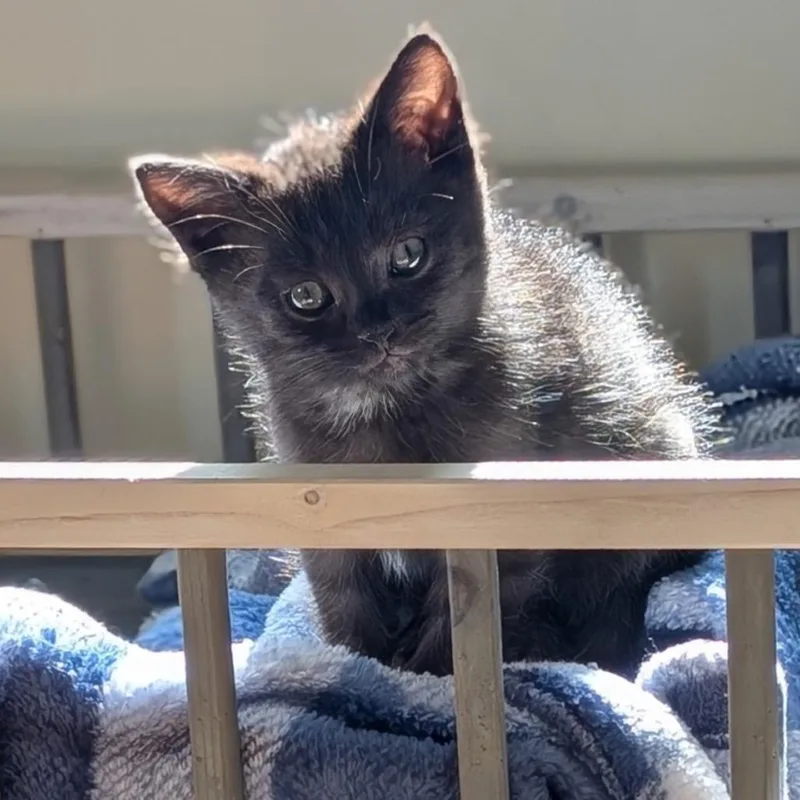 Merlin