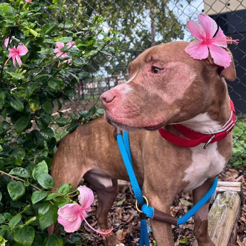 An adult medium-sized male Terrier dog named Harley for adoption in Tampa, FL
