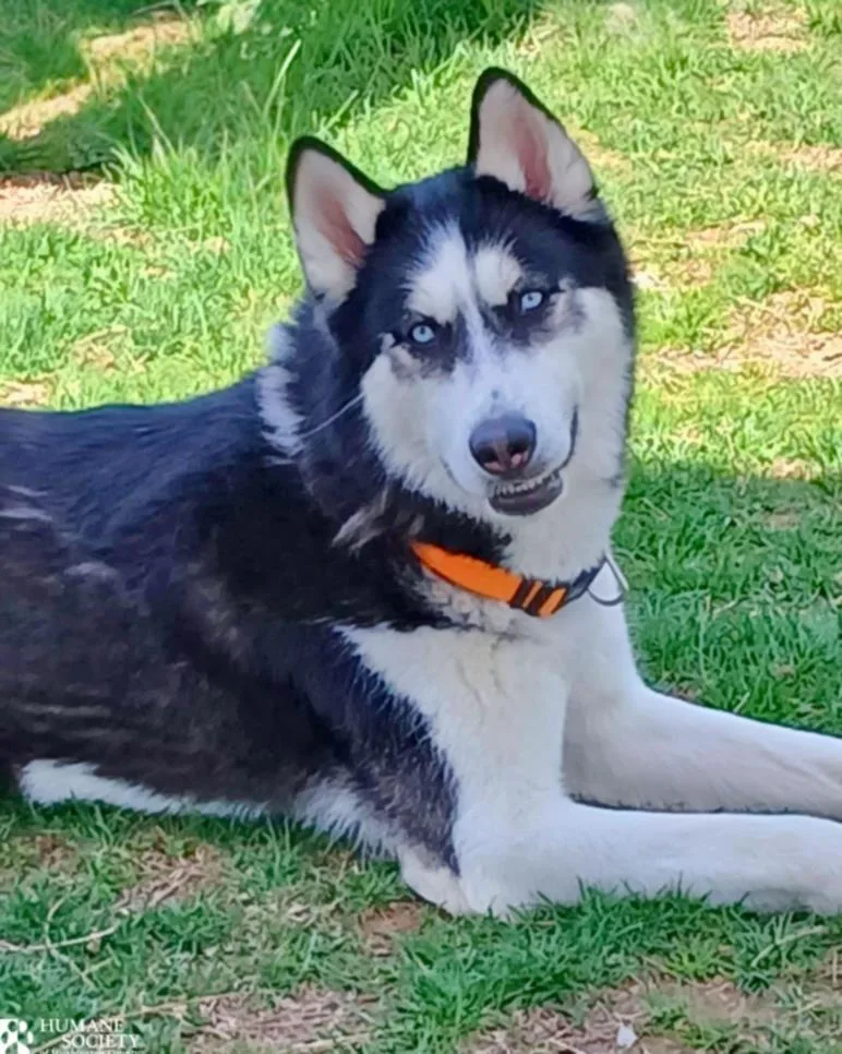 Lupo