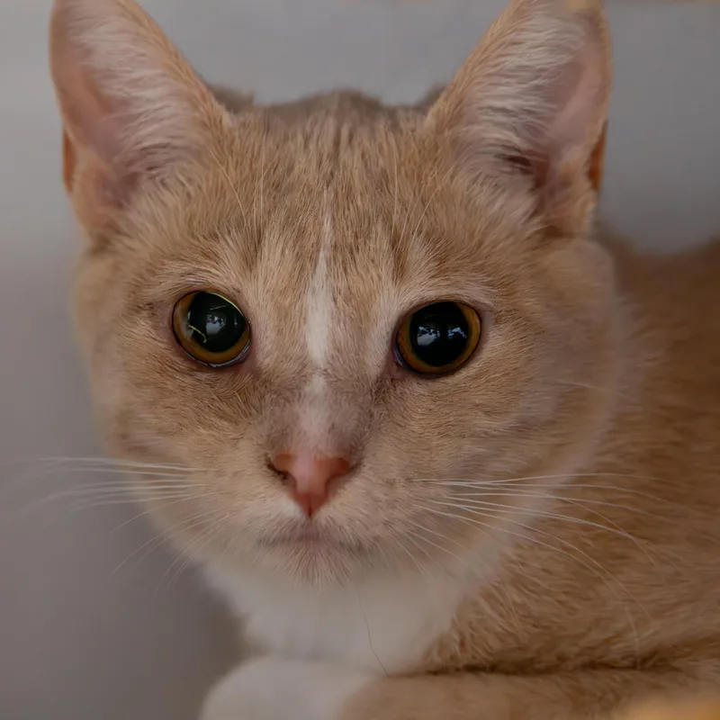 Scrabble thumbnail 2