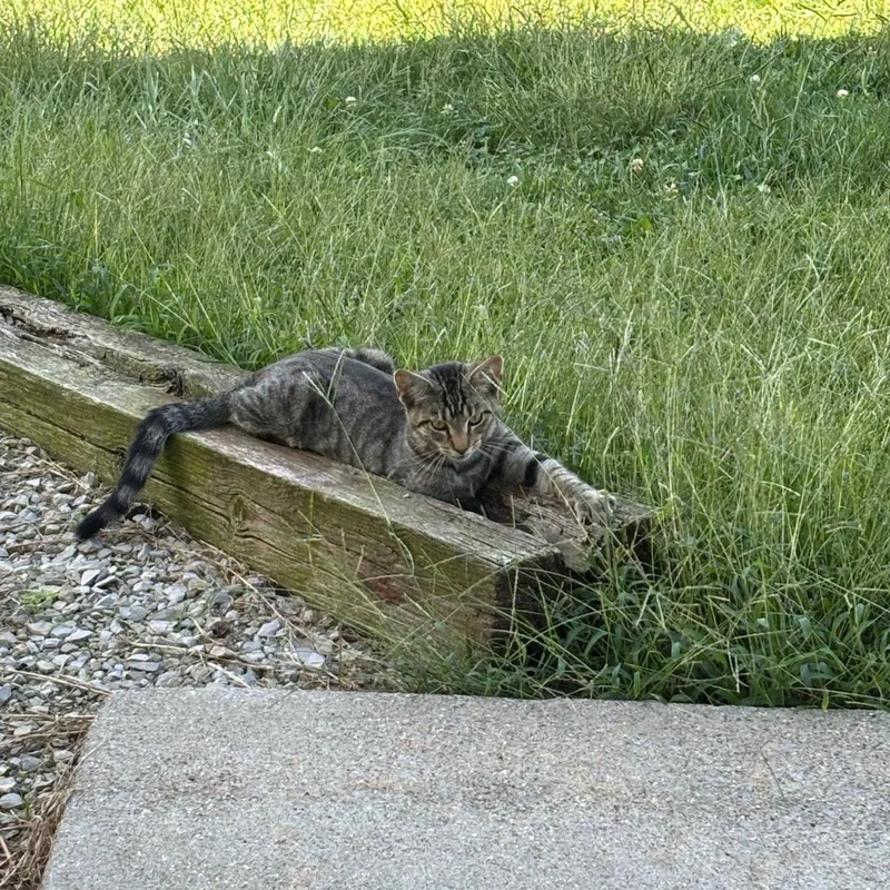 A young medium-sized male Tabby cat named Max The Super Friendly for adoption in Louisville, KY